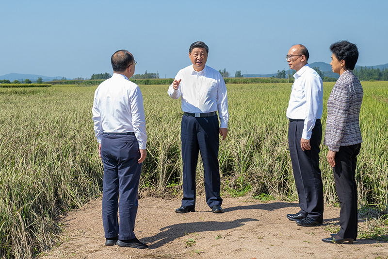 9月6日至8日，中共中央總書記、國家主席、中央軍委主席習(xí)近平在黑龍江考察。這是7日上午，習(xí)近平在遭受洪澇災(zāi)害的哈爾濱尚志市老街基鄉(xiāng)龍王廟村，察看水稻受災(zāi)情況。